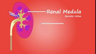 How the Body Works - Kidney