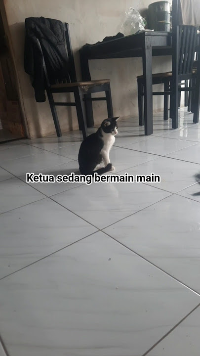 #nttpride #musica #remix #music #fyp2025 #cat #kucinglucubandung #beranda #cute