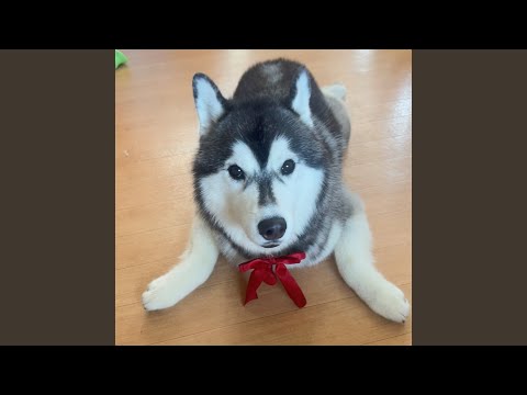 teineinayuuganakurashi - YouTube