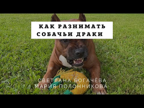 Видео: Собственная собака недели - Банни