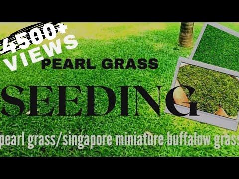SEEDING METHOD OF PEARL GRASS/SINGAPORE MINIATURE GRASS/BUFFALLO GRASS