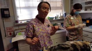 Feline Dental Procedure