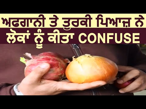 Exclusive: Afghanistan और Turki के प्याज ने Punjab के लोगों को किया Confuse