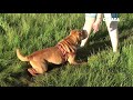 Одним словом Шарпей | Shar Pei