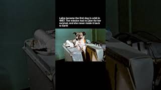 Laika The First Dog In Space 1957