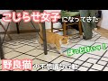 最近、謎の行動がやたら多くなった野良猫【こじらせ女子級】