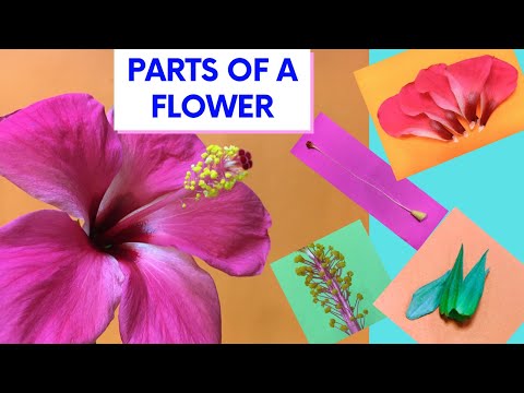 DISSECTION OF A HIBISCUS FLOWER | PARTS OF A FLOWER - HIBISCUS/ GUMAMELA / CHINA ROSE / ดอกไม้ชบา |