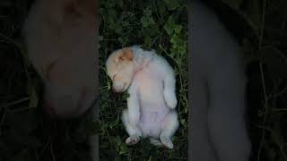 Забавная милая собачка funny cute baby dog kulgili yoqimtoy kuchukcha