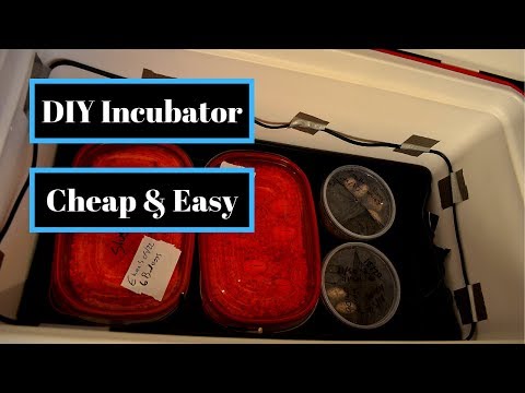 DIY Incubator | Cheap and Easy Home Made Reptile Egg Incubator