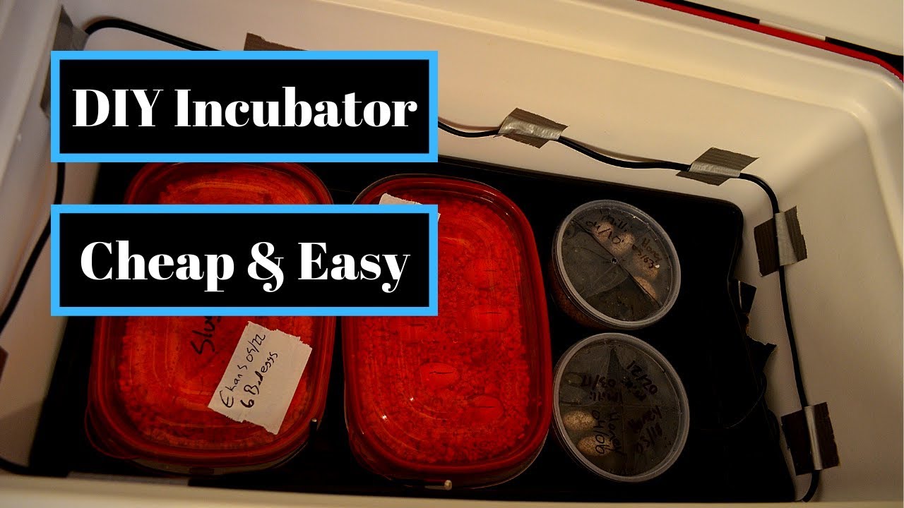How To Make A Homemade Reptile Egg Incubator - Homemade Ftempo