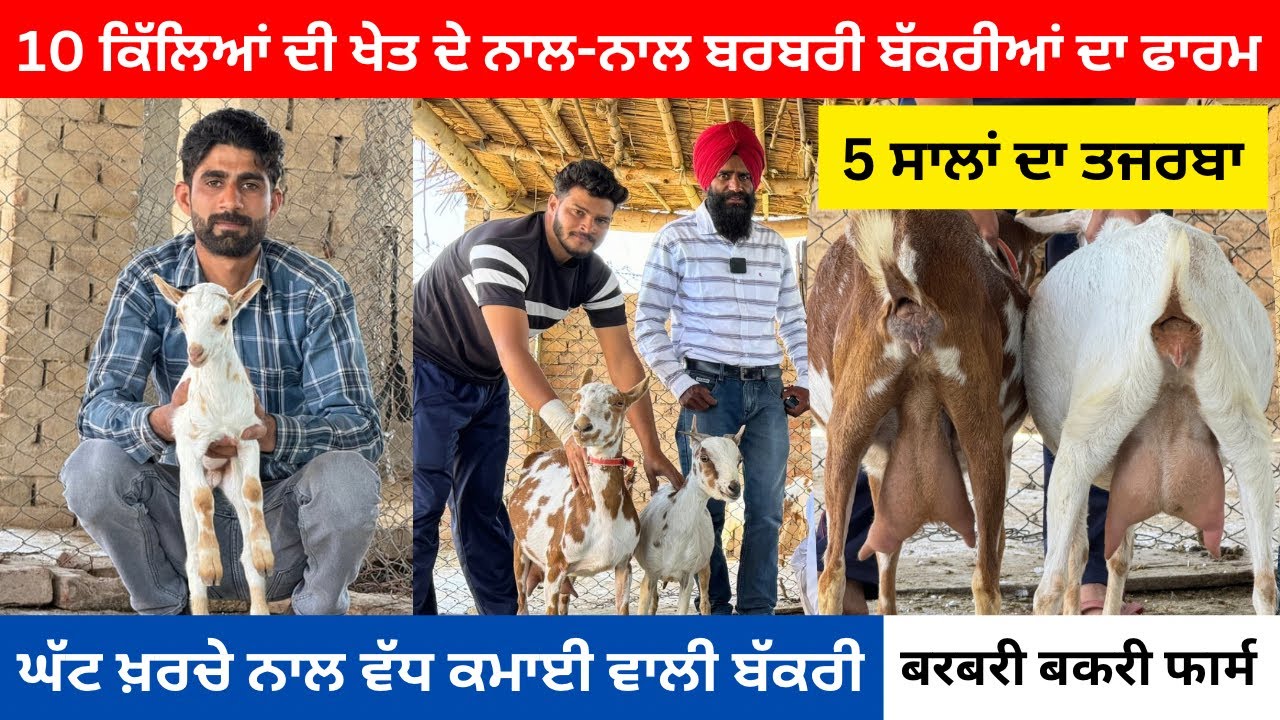 ਨੌਜਵਾਨ ਨੇ ਬਣਾਇਆ ਖੇਤੀ ਦੇ ਨਾਲ ਬਰਬਰੀ ਬੱਕਰੀ ਫਾਰਮ ll BARBRI GOAT ll #iltilanatv #goat