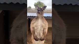 Kangaroo core. 🦘🦘🦘