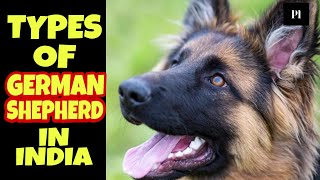 Types of german shepherd dog breed in hindi | Petsinfomania