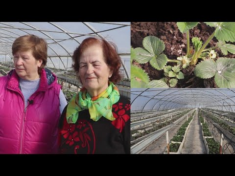 Video: Auginamos Itin Didelės Braškės
