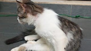 Cats & kittens are 700 & 694 & 687 & 596 & 522 & 439 & 338 & 321 & 273 & 197 & 82 & 44 & 104 &38 day