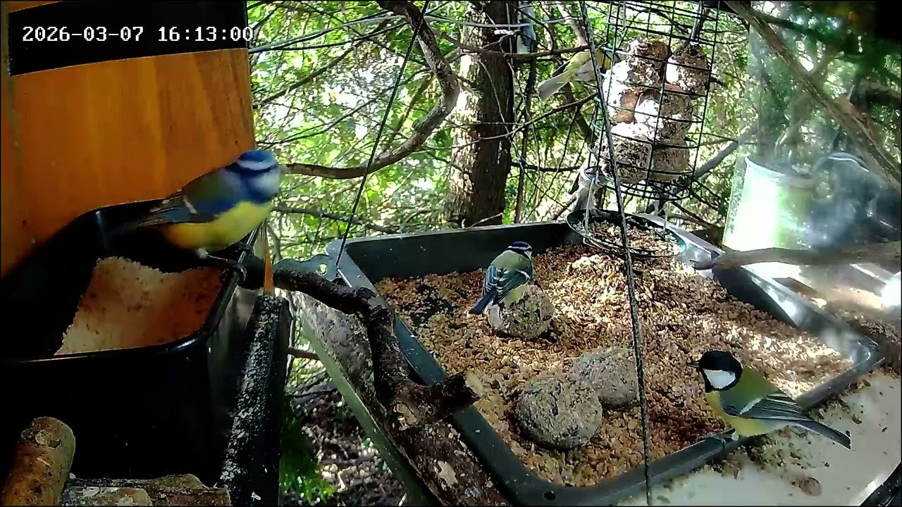 Nachmittags ist an der Nuss-Tanke viel los, Teil 2 (07.03.2026)