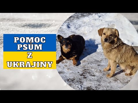 Jak PSÍ ŽIVOT pomáhá na Ukrajině