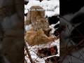 Invisible hunter.WHO IS HE ??? #wildlife #animals #facts #nature #wildanimals #predator #shorts