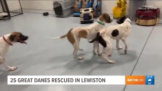 25 Great Dane dogs rescued in hoarding case