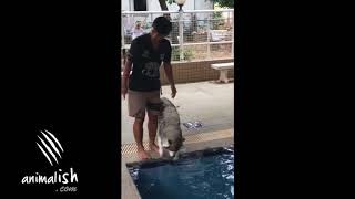 Dog Scared of Water