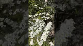 Спирея Весеннецветущая  Spring - Flowering Spirea #Shorts