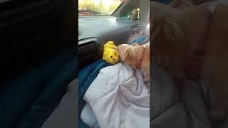 Farting pig dog toy