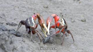 挖子尾自然保留區
