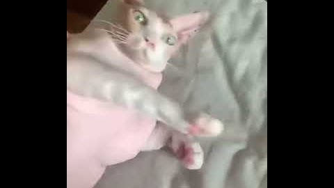 Video 1244411: sphynx hairless cat, cutest hairless cat, fat cat