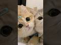 Cute Cats 😻❤️ #котики #милые #funny #котята #cats