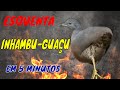 Canto do INHAMBU-GUAÇU - Esquente e Atraia em 5 Minutos - Brazilian Birds Singing