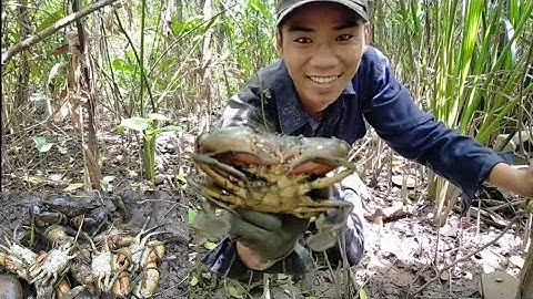 Hành trình săn bắt cua biển cần giờ ! Tóm gọn,bắt trọn ổ cua biển trong rừng