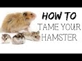 How to TAME your hamster!