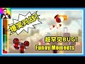 🔴CATS 🔴超罕見超有趣的BUG！觀眾投稿爆笑對戰集錦！🔴喵星大作戰 Crash Arena Turbo Stars