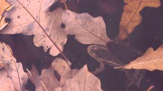 Frog vs Giant Water Bug (1).AVI