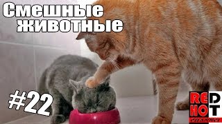 Смешные животные #22 Видео приколы с животными 2018