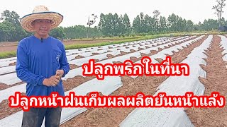 เซียนพริกเผย ปลูกพริกหน้าฝนในที่นา ปลูกง่าย ผลผลิตดีเยี่ยม โรคและแมลงน้อย ทำมาหลายปี ดีกว่าข้าวเยอะ