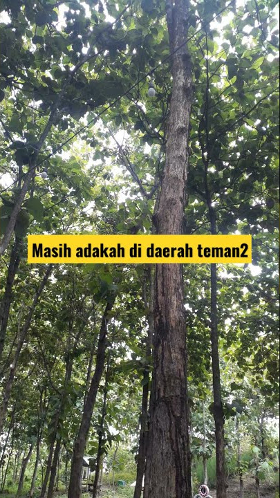 Suara khas serangga Garengpung/ Tonggeret 🪲