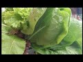 inseticida para eliminar pragas no tomate eliminar pra sempre