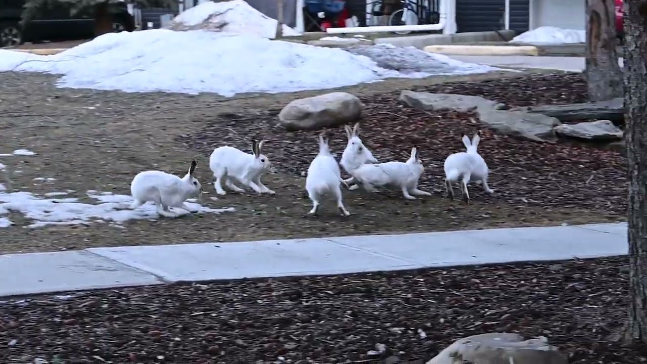 White-tailed jackrabbits fight for love