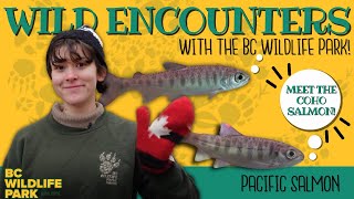 Witness the Life Cycle of Pacific Salmon! (Wild Encounters with the BC Wildlife Park: S02E04) by BC Wildlife Park Kamloops 289 views 1 year ago 33 minutes