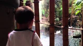 Caleb's first visit to the aquarium