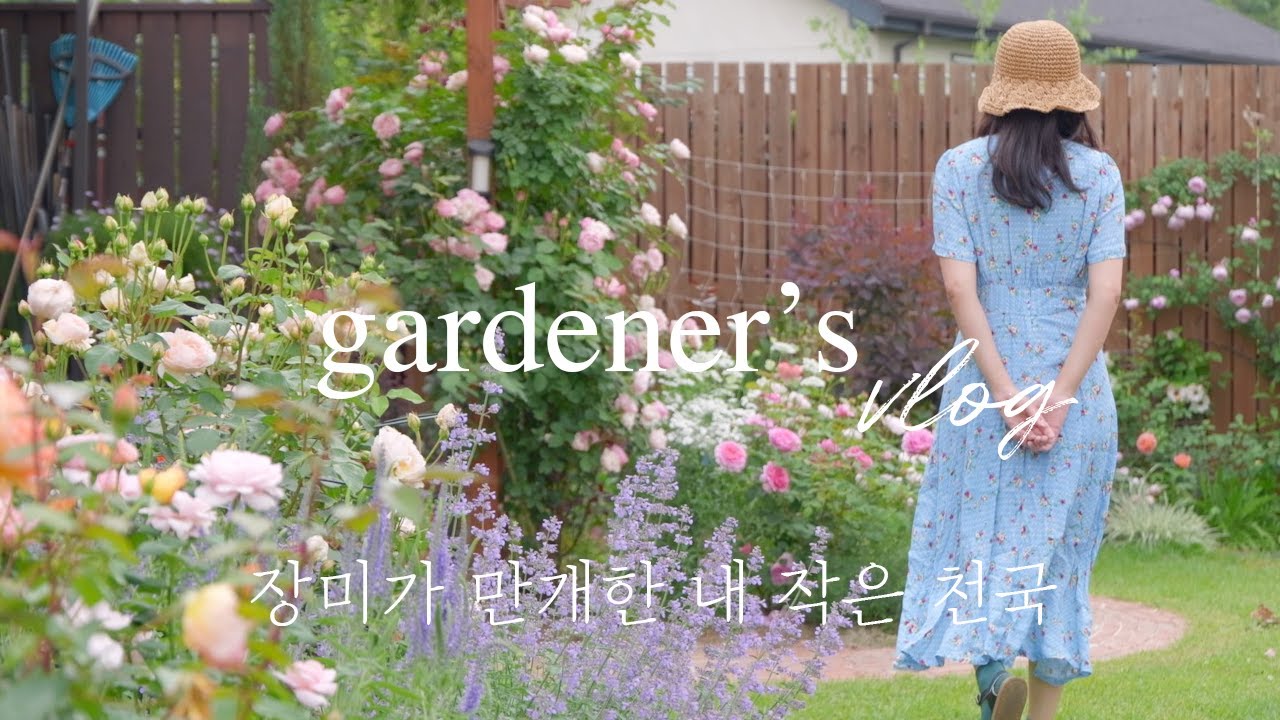 Письмо из сада: Розы в цвету 2025 🌹 Добро пожаловать в мой маленький рай