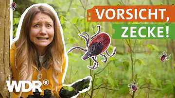 Sind ganz kleine Zecken auch gefährlich?