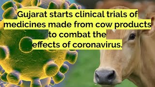 Gujarat starts clinical trials of medicines made from cow products to combat coronavirus effects.