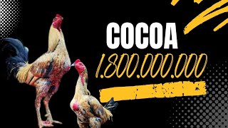 COCOA AYAM PAMA SEHARGA RUMAH RAFFI AHMAD