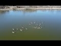 Дикие гуси на озере Пермского края