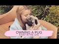 WHAT IT'S LIKE OWNING A PUG | Day in the life of a pug