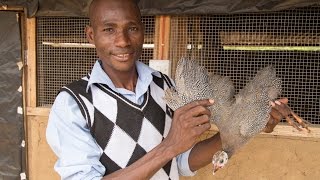 Guinea Fowl Farming Hatches Jobs in Ghana
