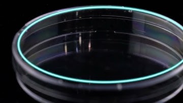 NEST Cell Culture Dish