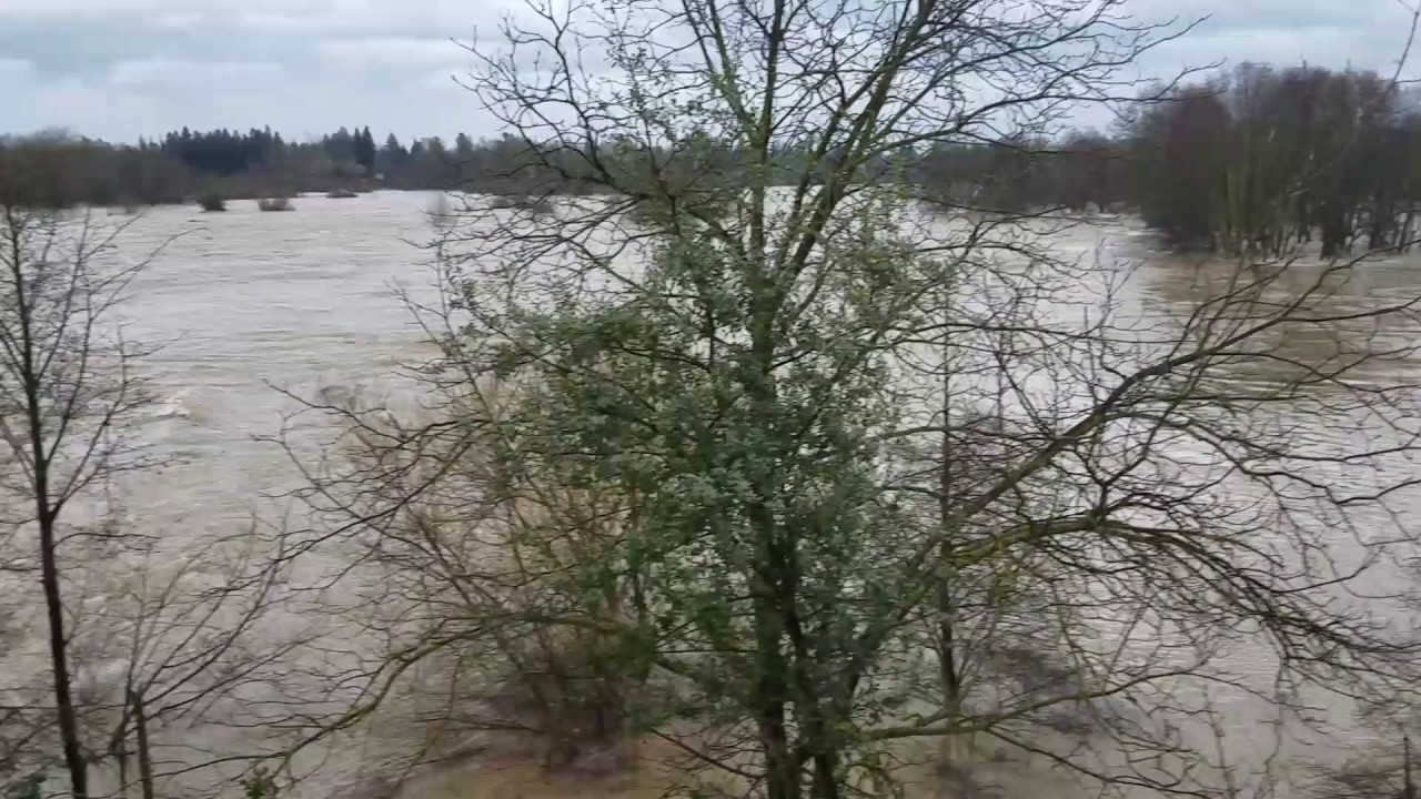 American River at William B Pond park 2/9/2017